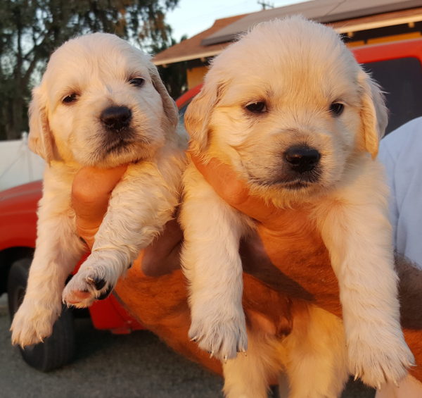 olaf-and-winnie-pups - Chadwick's Goldens Chadwick's Goldens