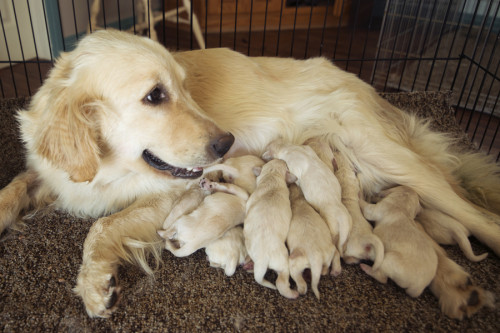 Pammy nursing her puppies.