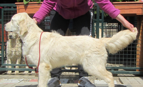 English Golden Retriever Stud