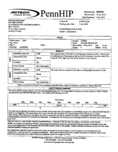 leija chadwick penn hip radiograph results - Chadwick's Goldens ...