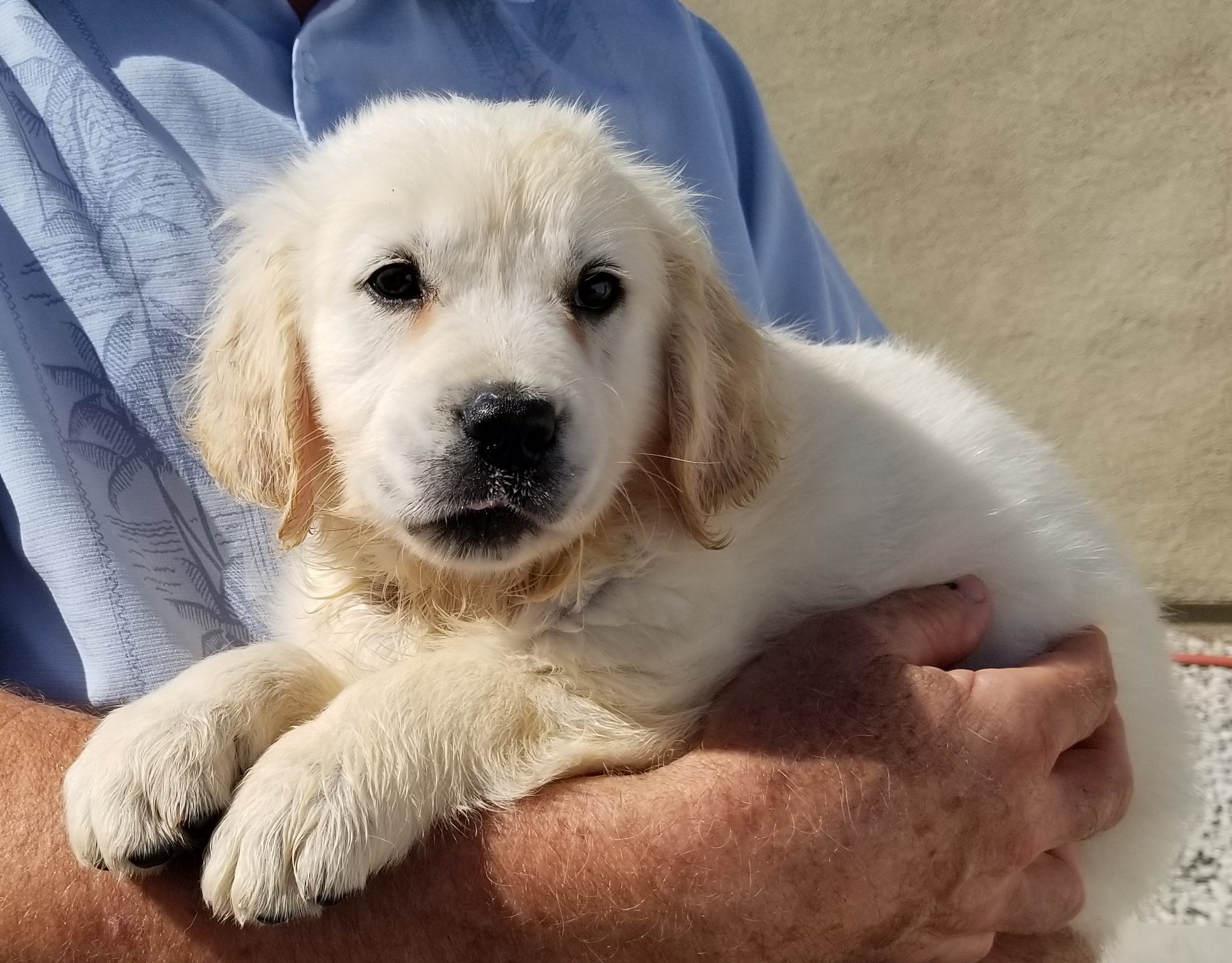 Peri girl2 - Chadwick's Goldens Chadwick's Goldens