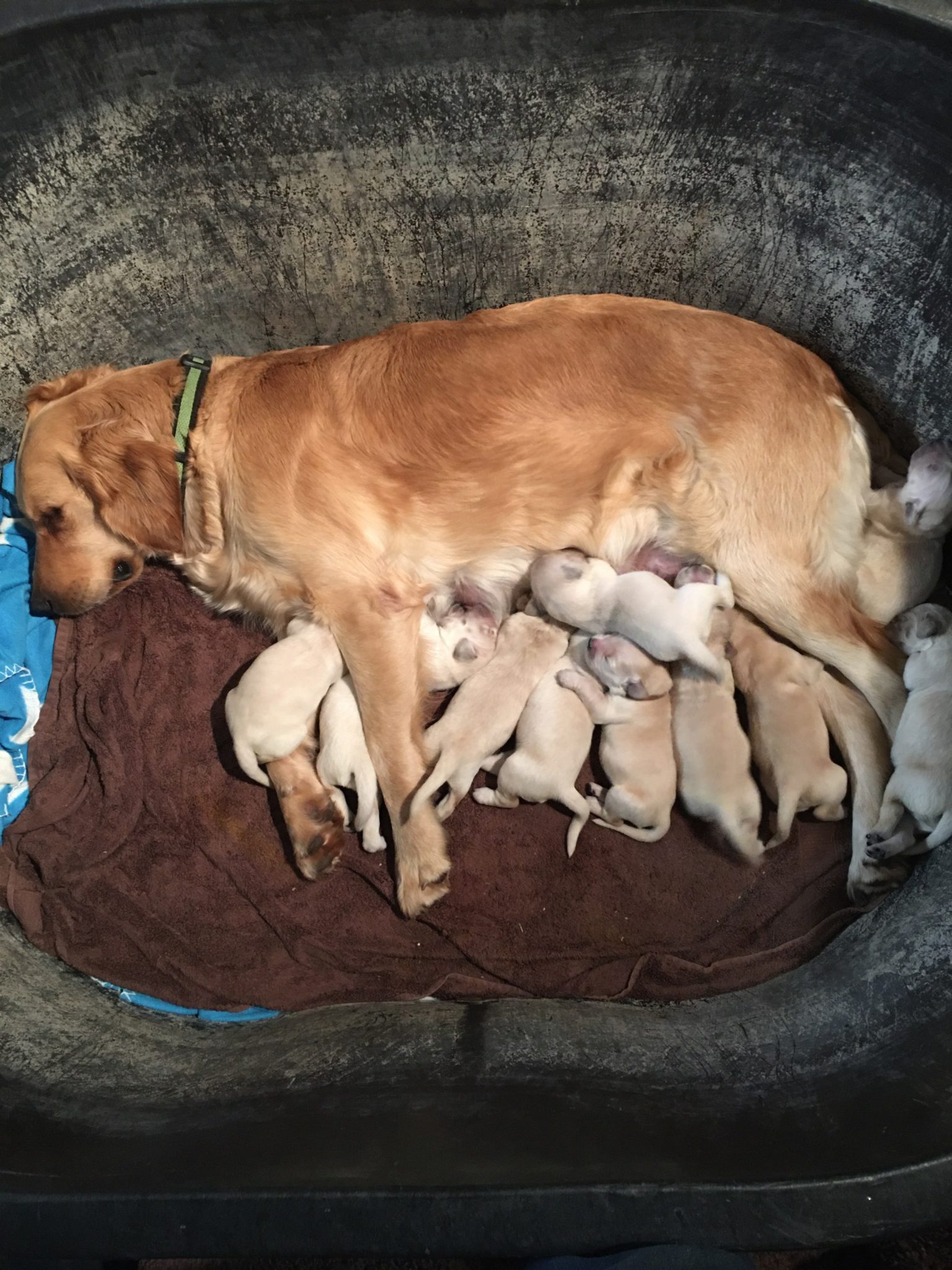 Jubilee and Olaf born 1:11 - Chadwick's Goldens Chadwick's Goldens