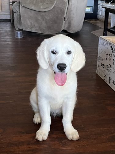 Golden Retriever Puppies for Sale Chadwick's Goldens